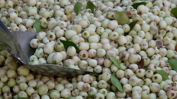 White olive Tree seeds