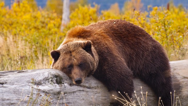 grizzly bear fall foliage