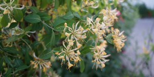 I stopped to smell the … honeysuckle