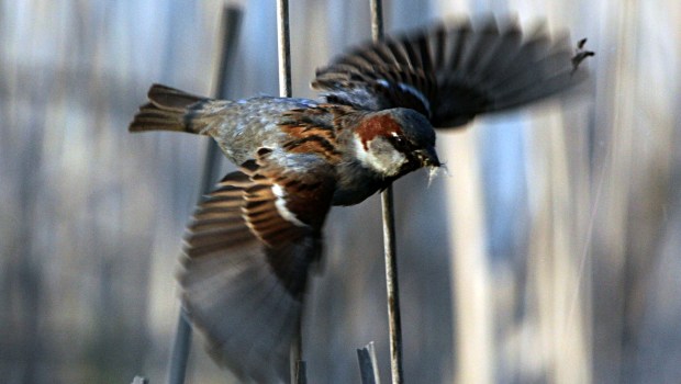 sparrow