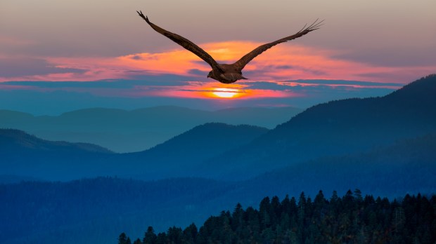 bird sunset soar faith reason