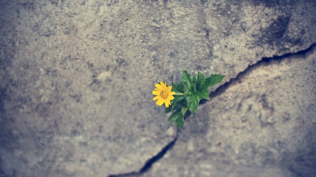Yellow flower in crack.