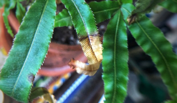 Houseplant with dying leaf in home.