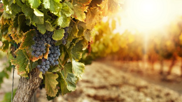 parable grapes vineyard Eucharist