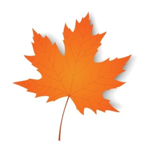Maple leaf illustration