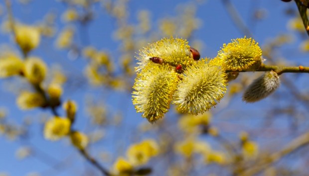 Goat Willow