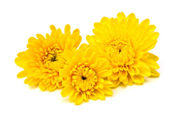 chrysanthemum yellow flower