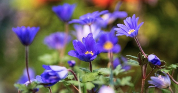 Anemone flowers (a.k.a. Lillies of the field)