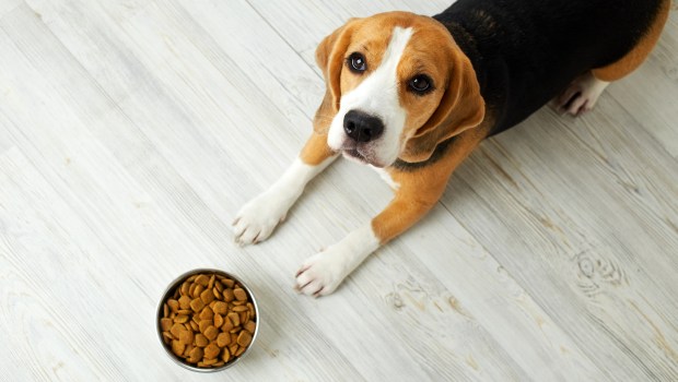 dog bowl