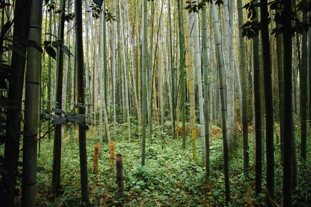 bamboo forest